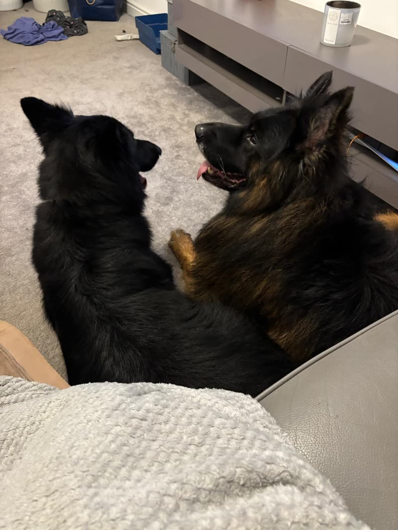 Two German Shepherds lying together on a sofa in a living room